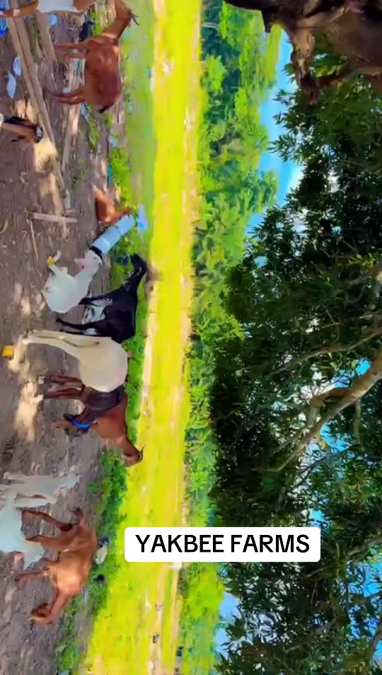 @YakbeeFarms