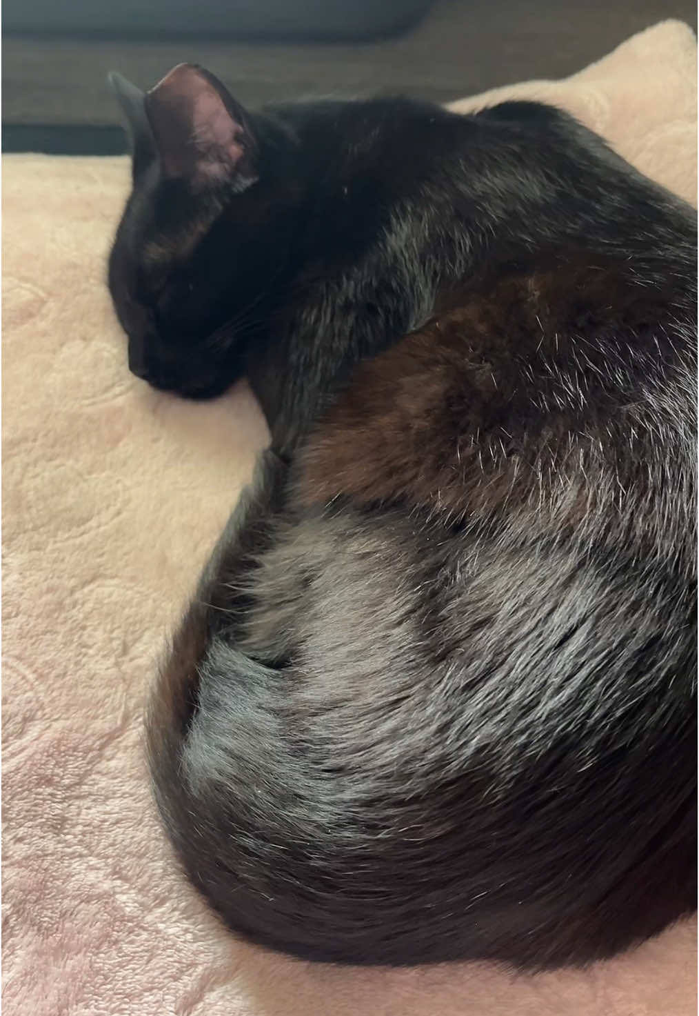 @dutch.vandercat