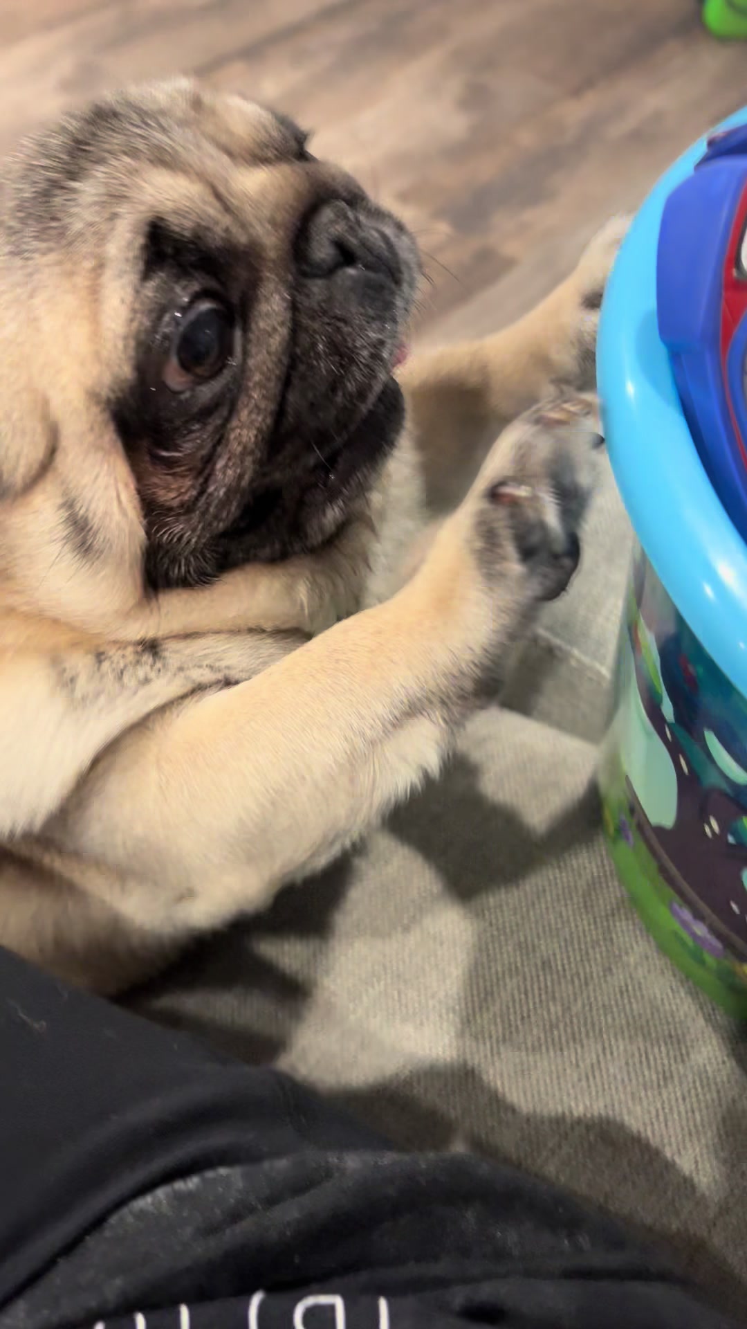 @Rocki the Pug 🐶