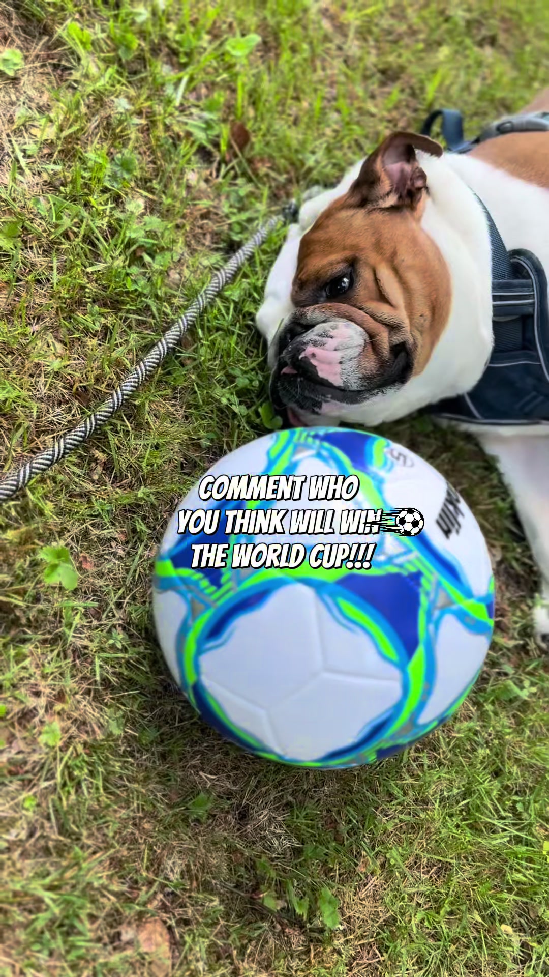 @Stubby The Bulldog