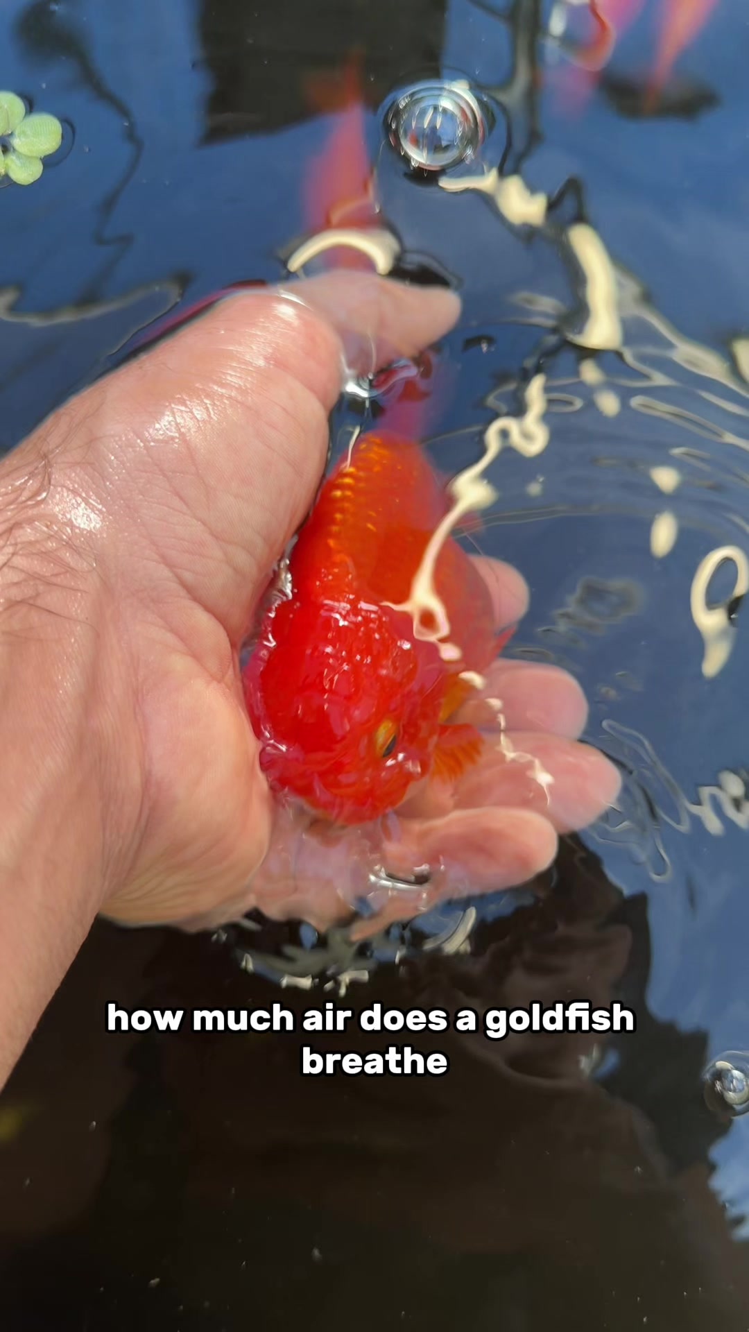 @The Goldfish Guy