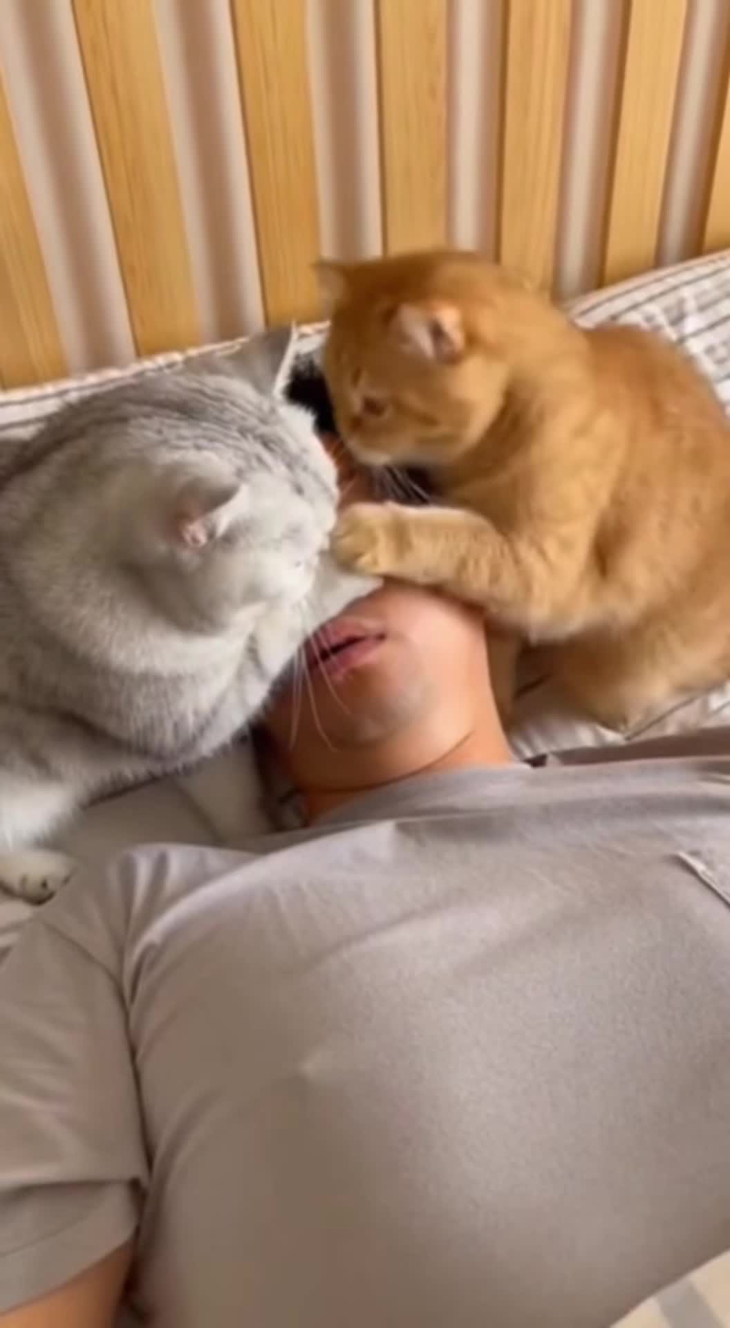 @猫咪历险记