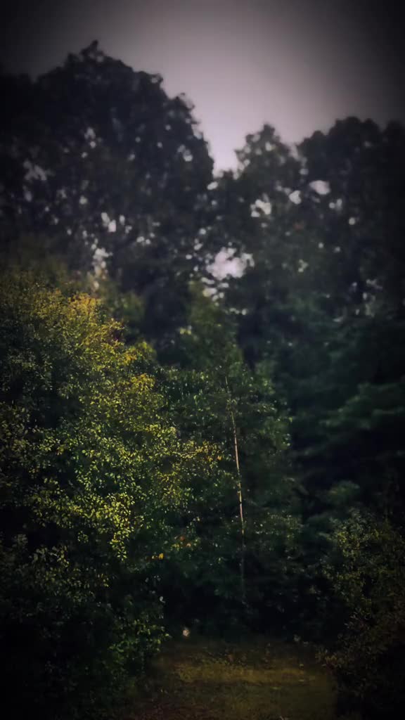 @Amanda 🌝🌲