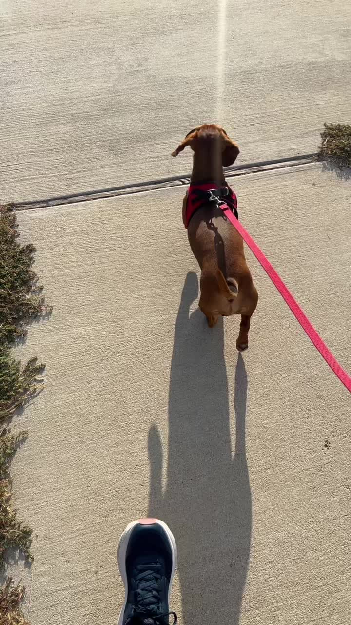 @Slinky Severus-Doo