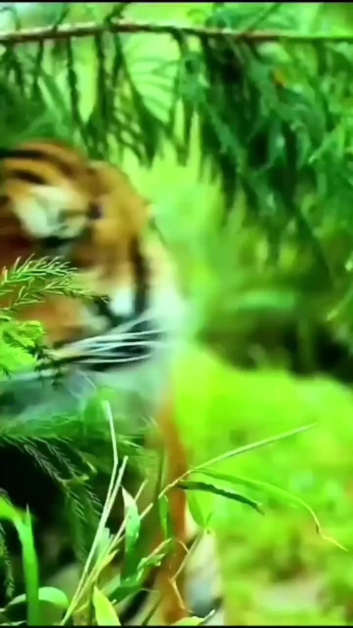 @🎼 Nilanka Rangana 🎼