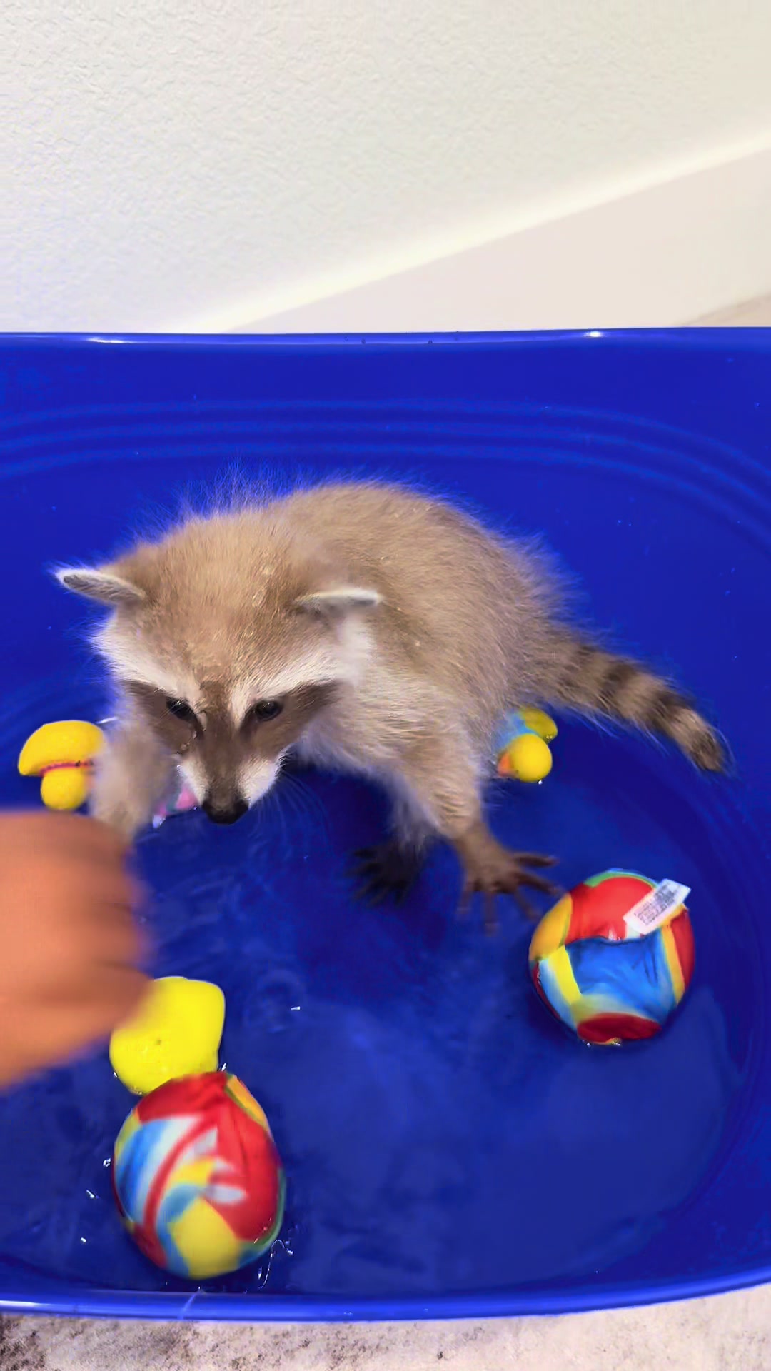 @Pooh the Raccoon