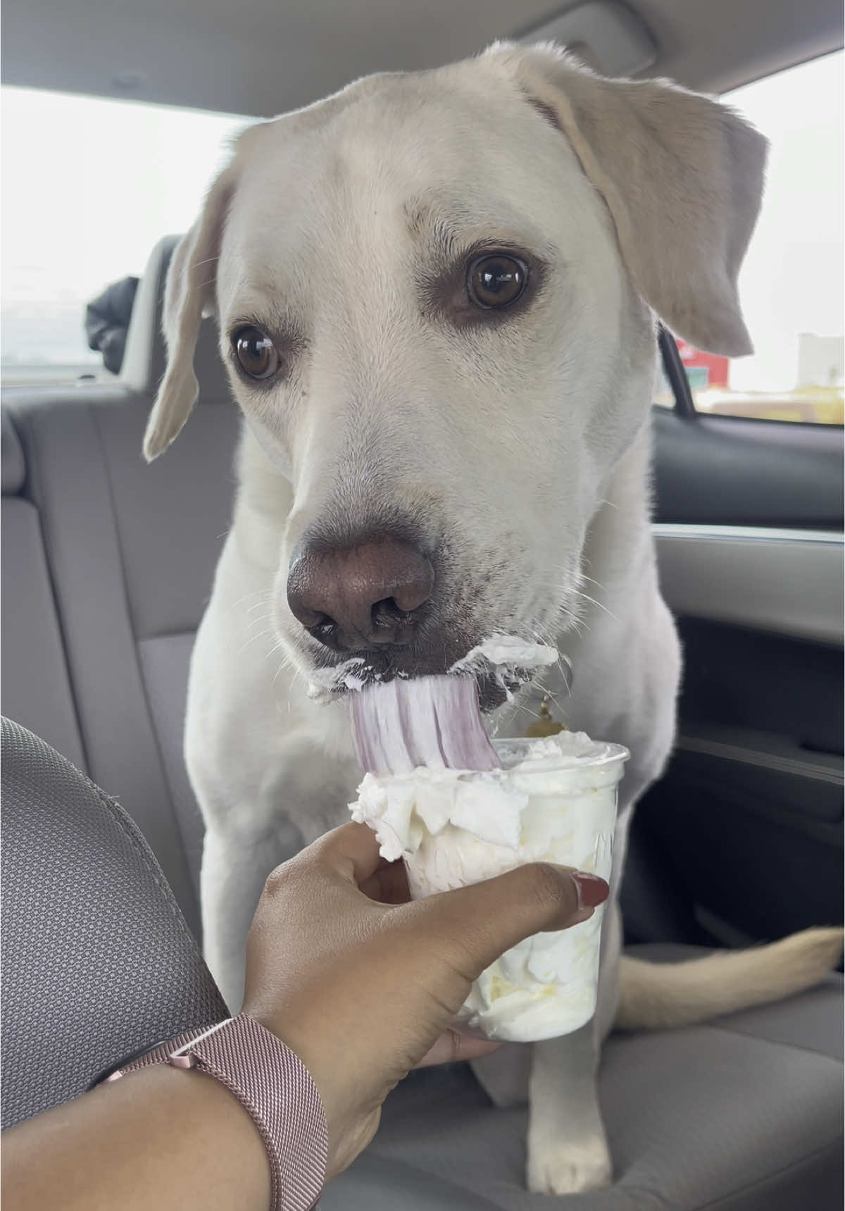 @Buddy_the_lab