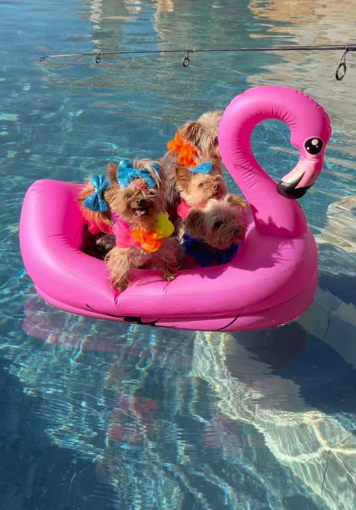 @The Utah Yorkies