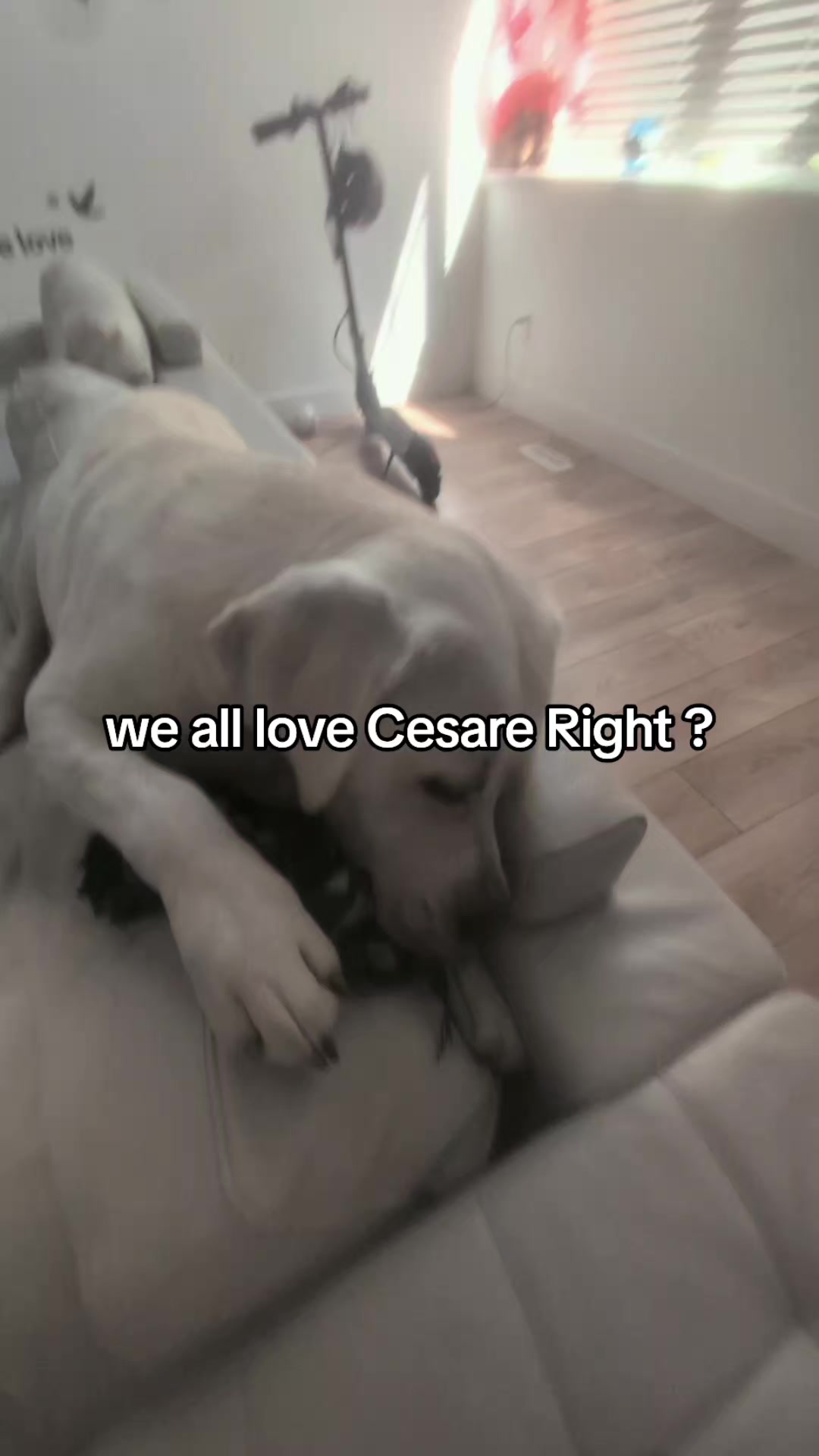 @Life With cesare