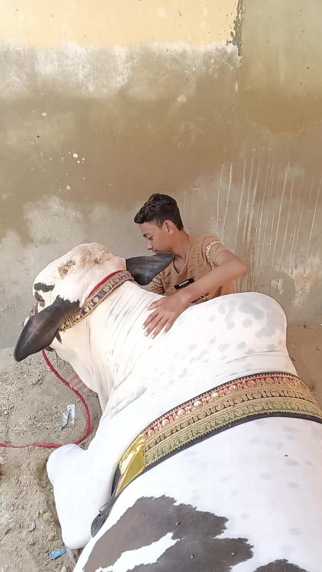 @shahidali0268