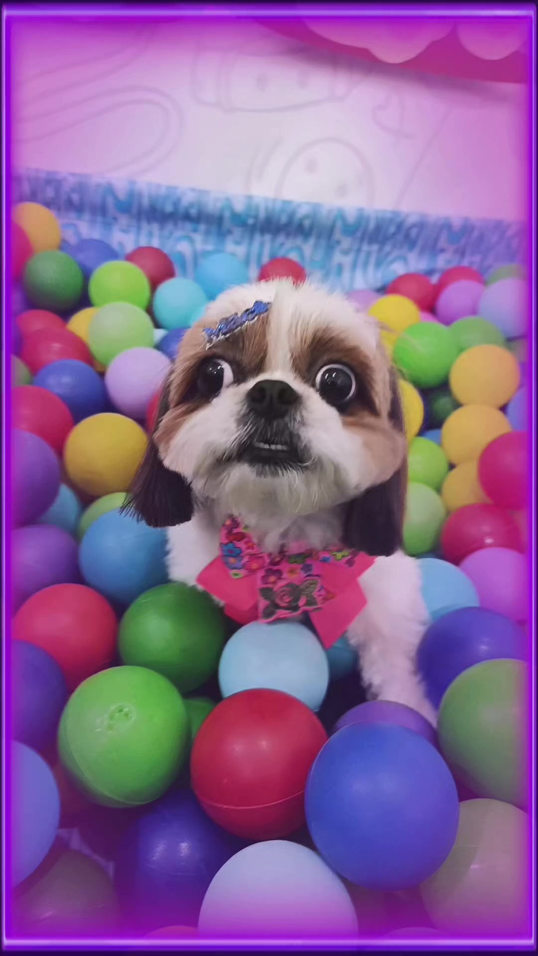 @Dog Ville Petcare