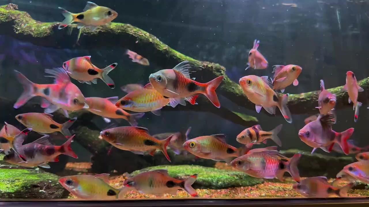 @Long chơi hồng mi bóng đêm 🦈
