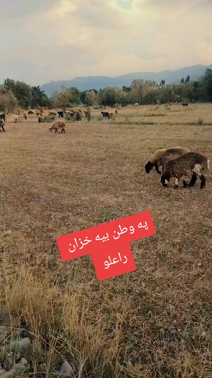 @Arman Phasha