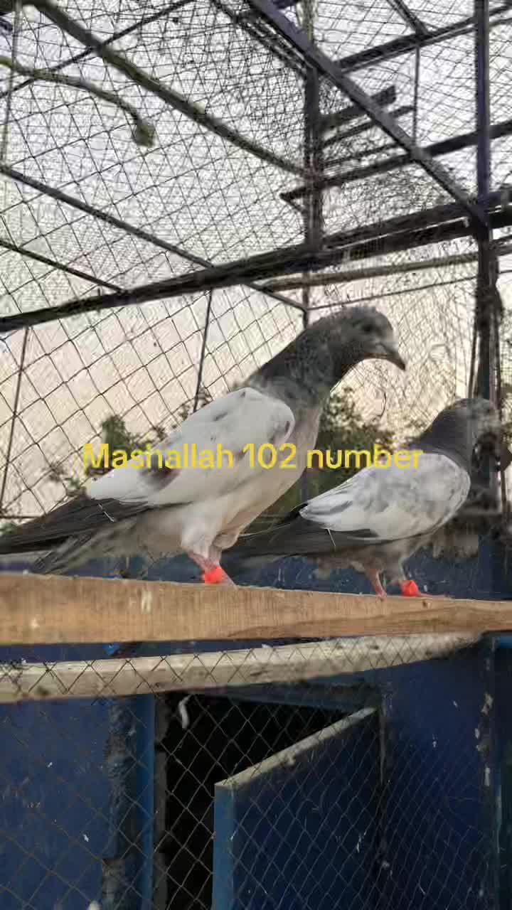 @Malik Shehzad