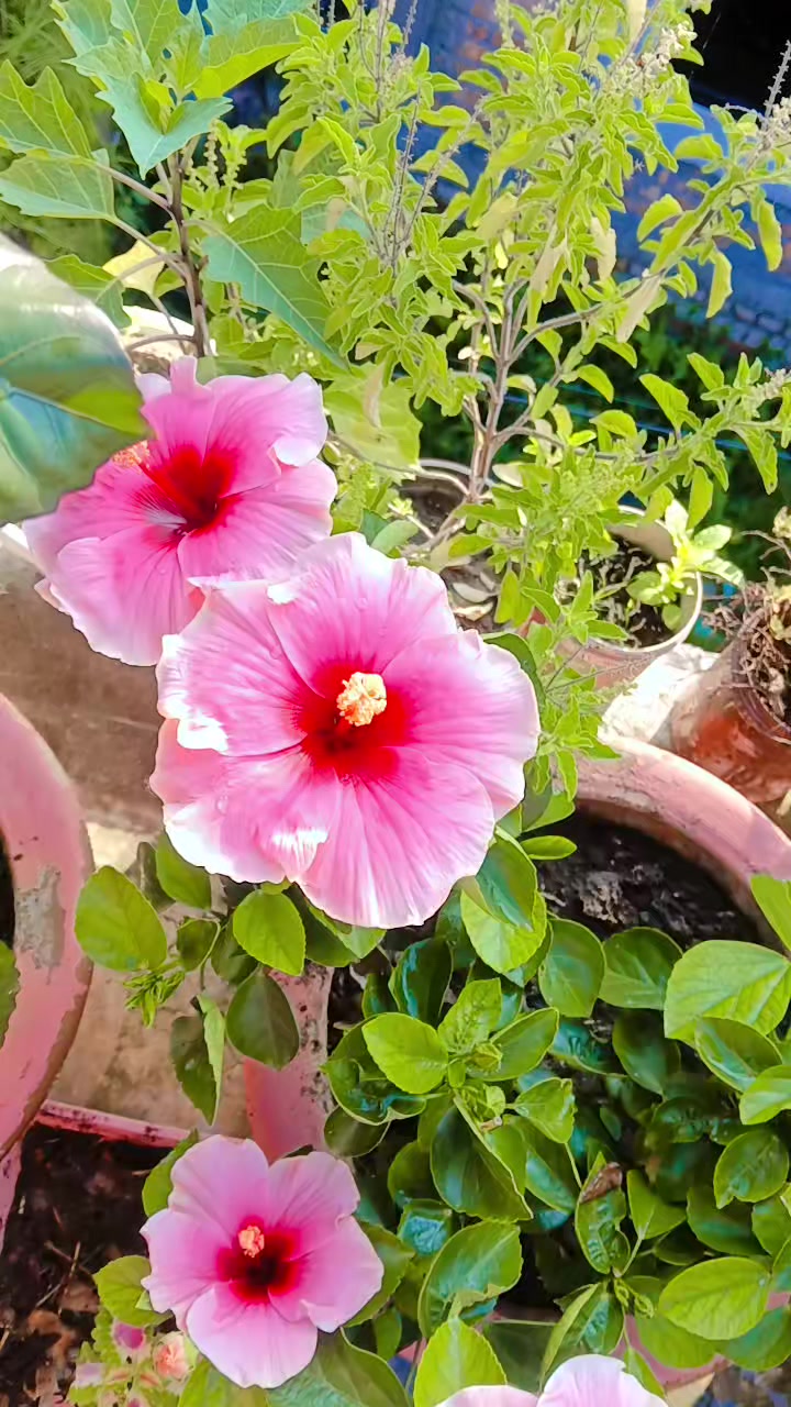 @RANJU KAMAT❤️❤️