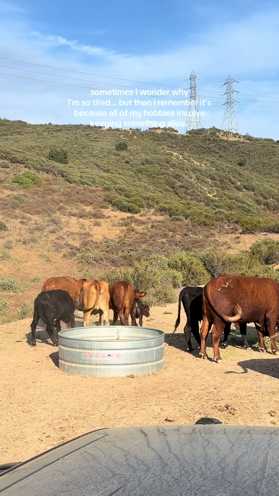 @hvrcattle