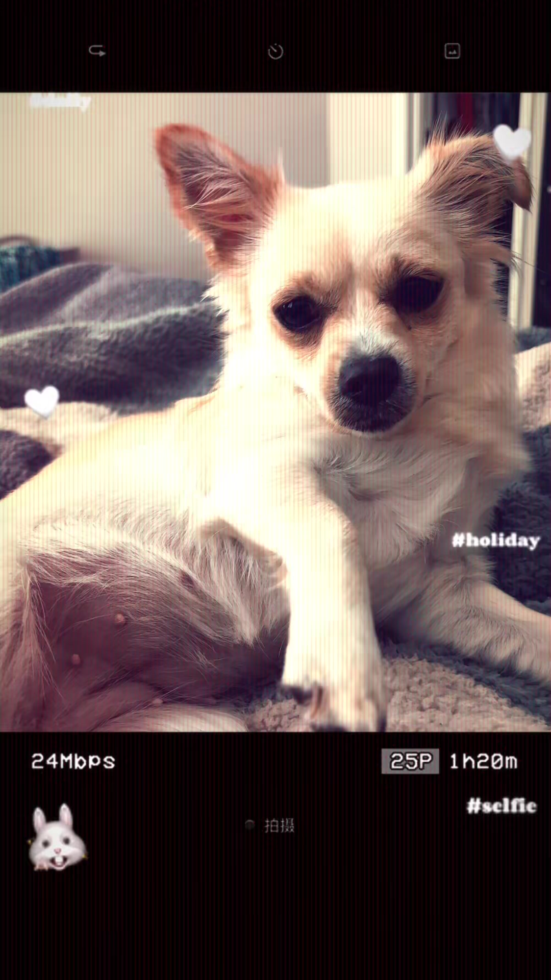 @🐕🐾MayaTheChihuahua🐾🐕