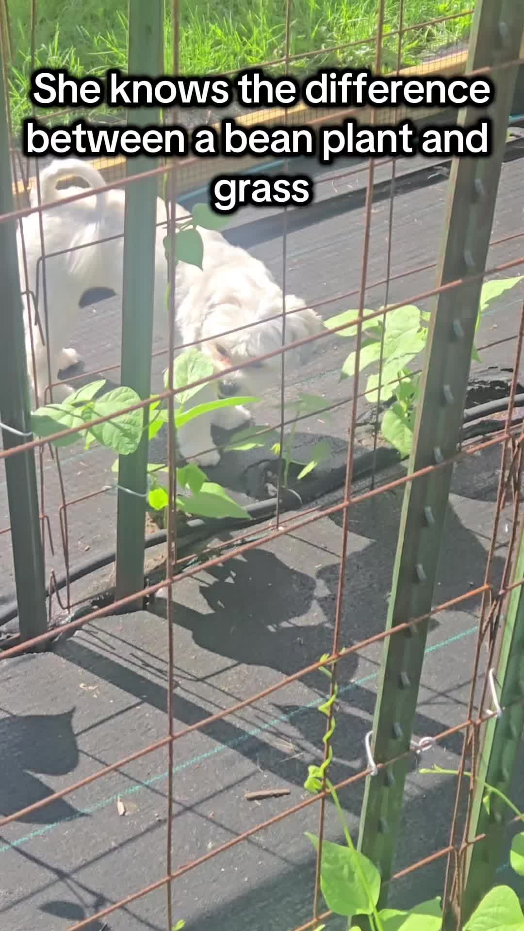 @Backyard Built