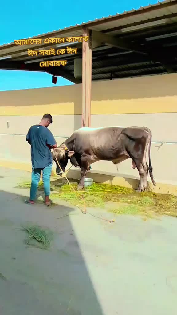 @jubrajmamun3