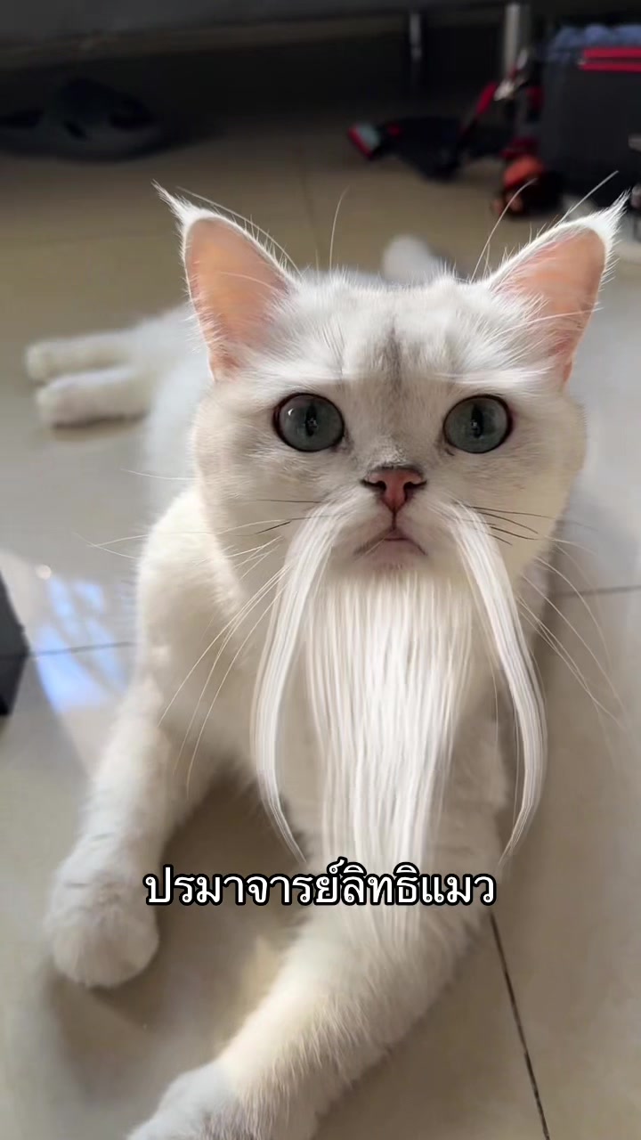 @แมงปุ๊ด