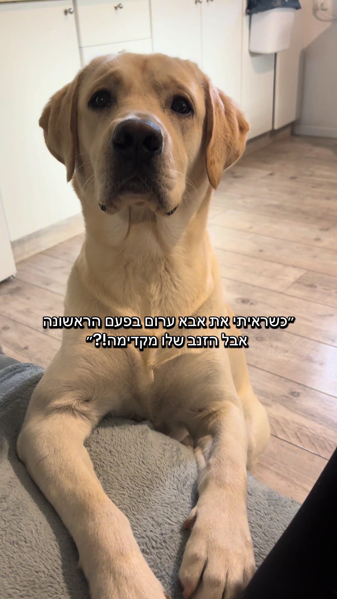 @Buri_The_Labrador