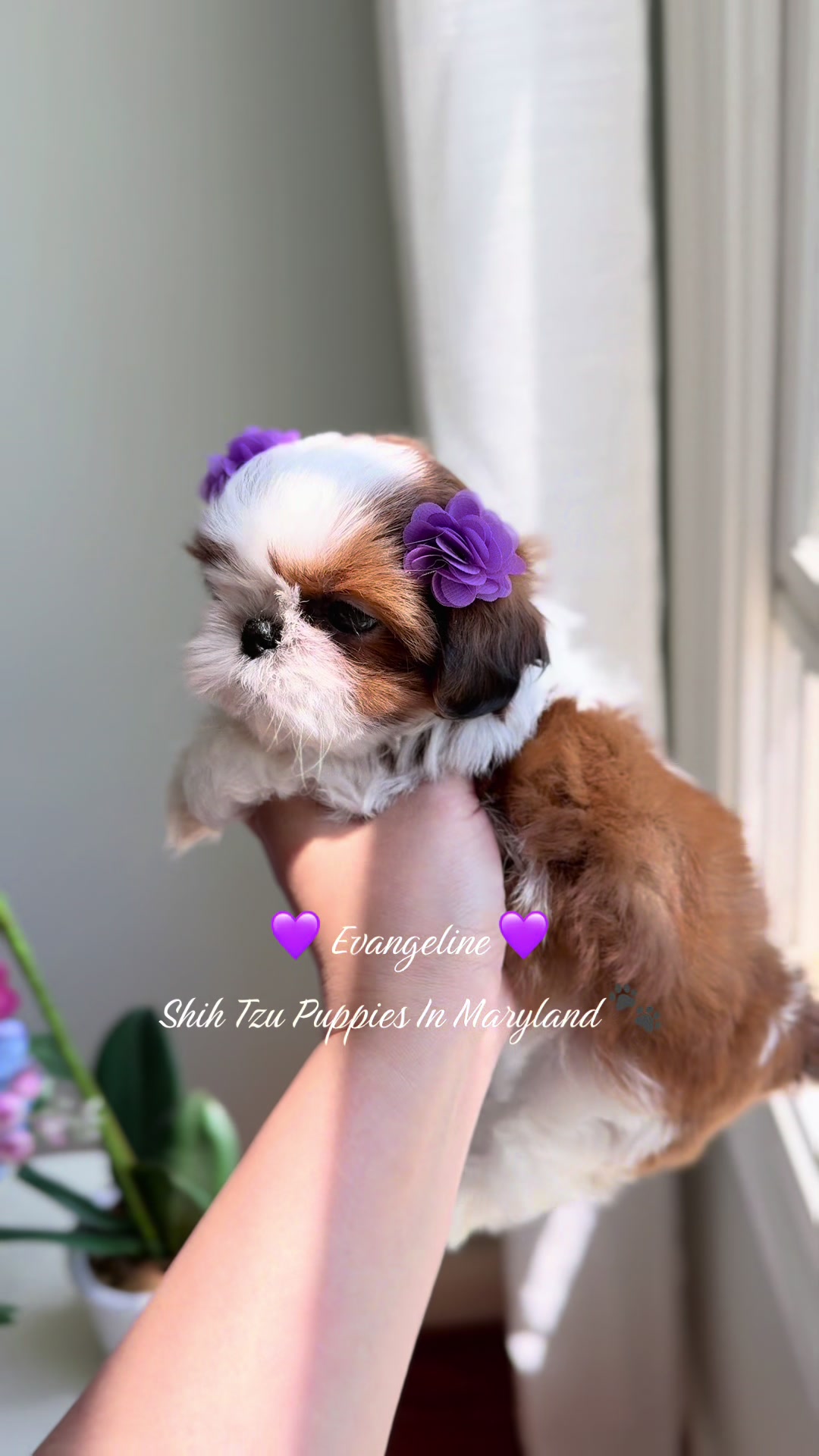 @Shih Tzu Puppies in Maryland