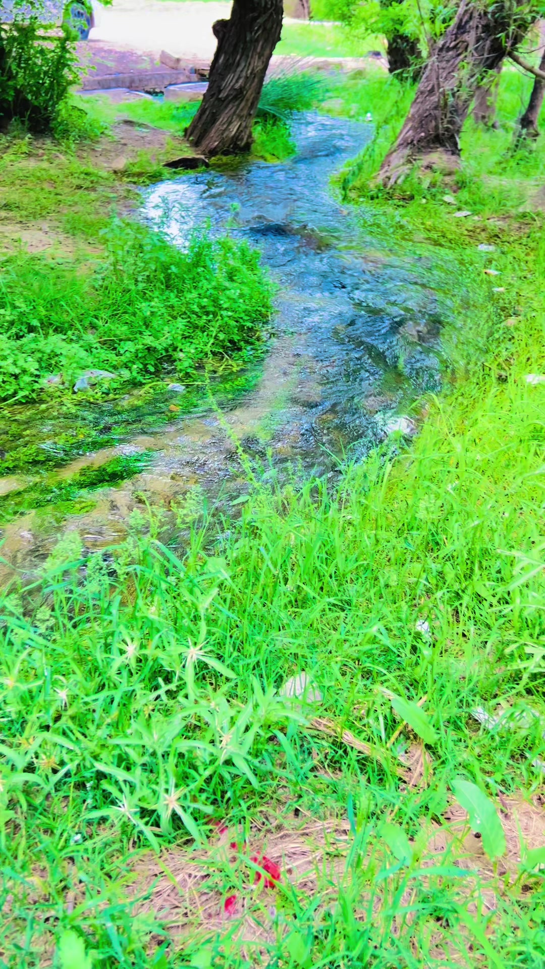 @shahista.sinjawi.0