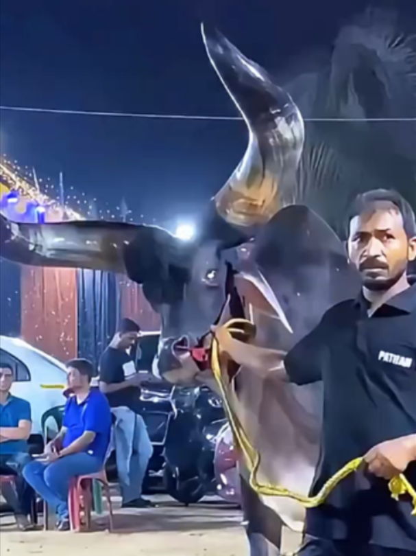 @Mundo dos Animais