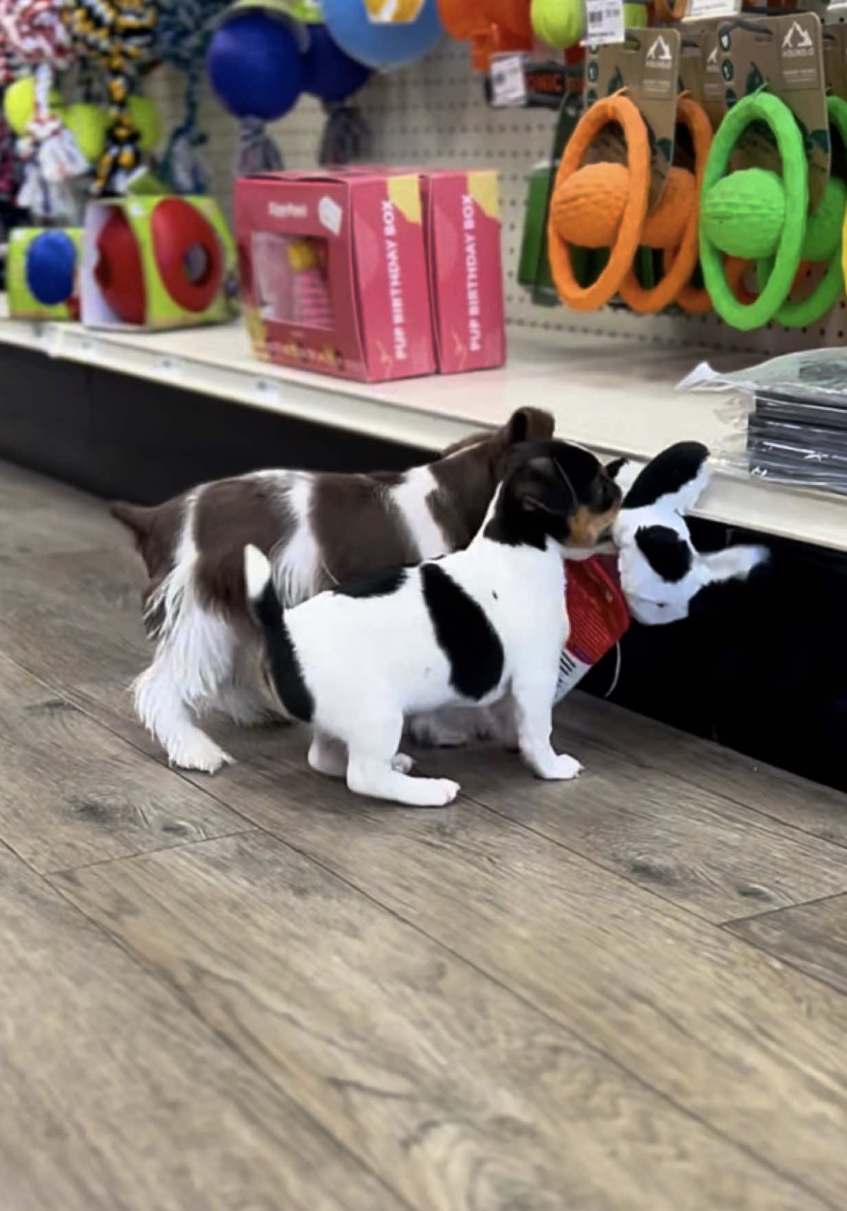 @Petland Oklahoma City