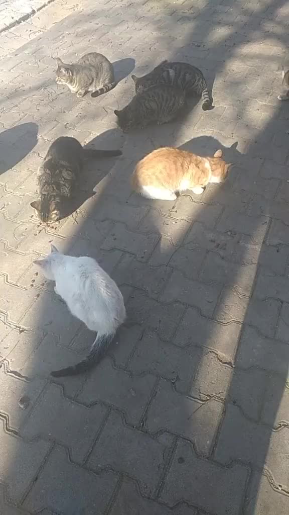 @💞S̴E̴V̴D̴A̴ ̴💞KEDİ💞