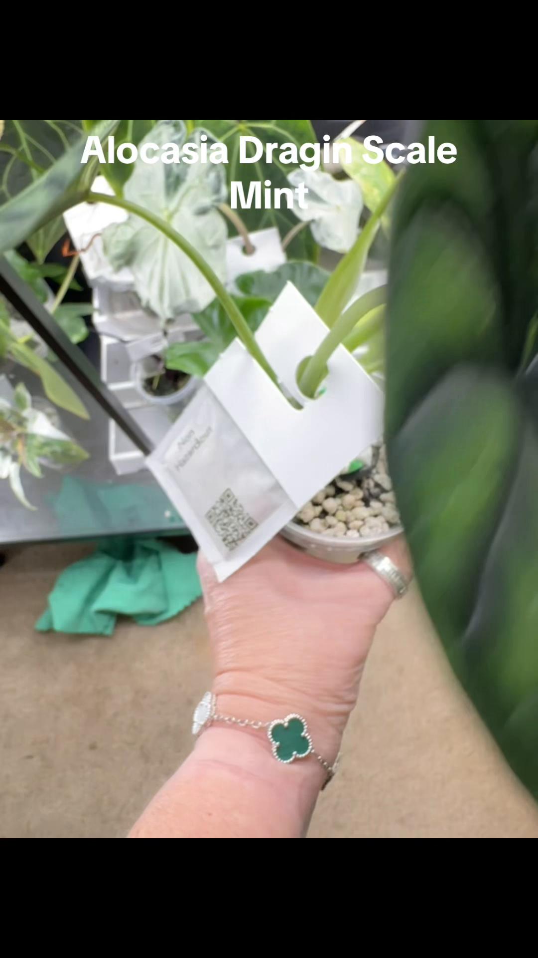 @🪴Stephanie | Plant Addict
