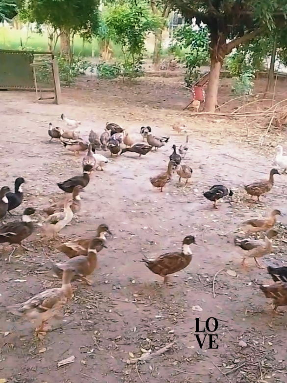 @Baig farmhouse