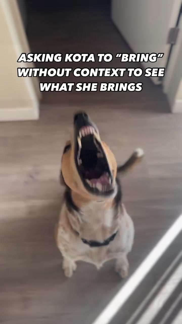 @Marissa | K9 Fitness Coach 🐾