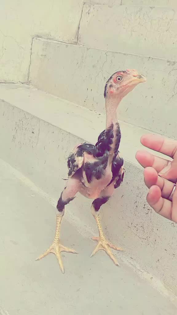 @🦅انصاری 🦅