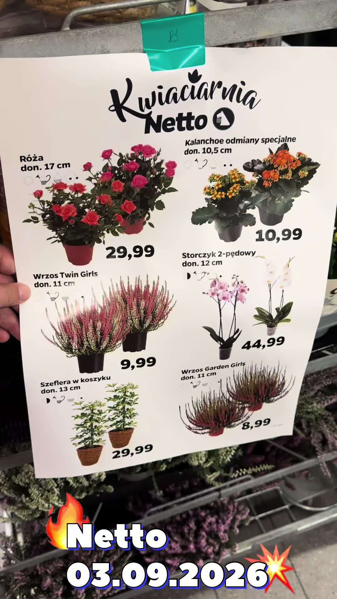@maciej.plants