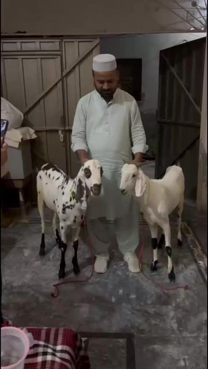 @مانا جٹ