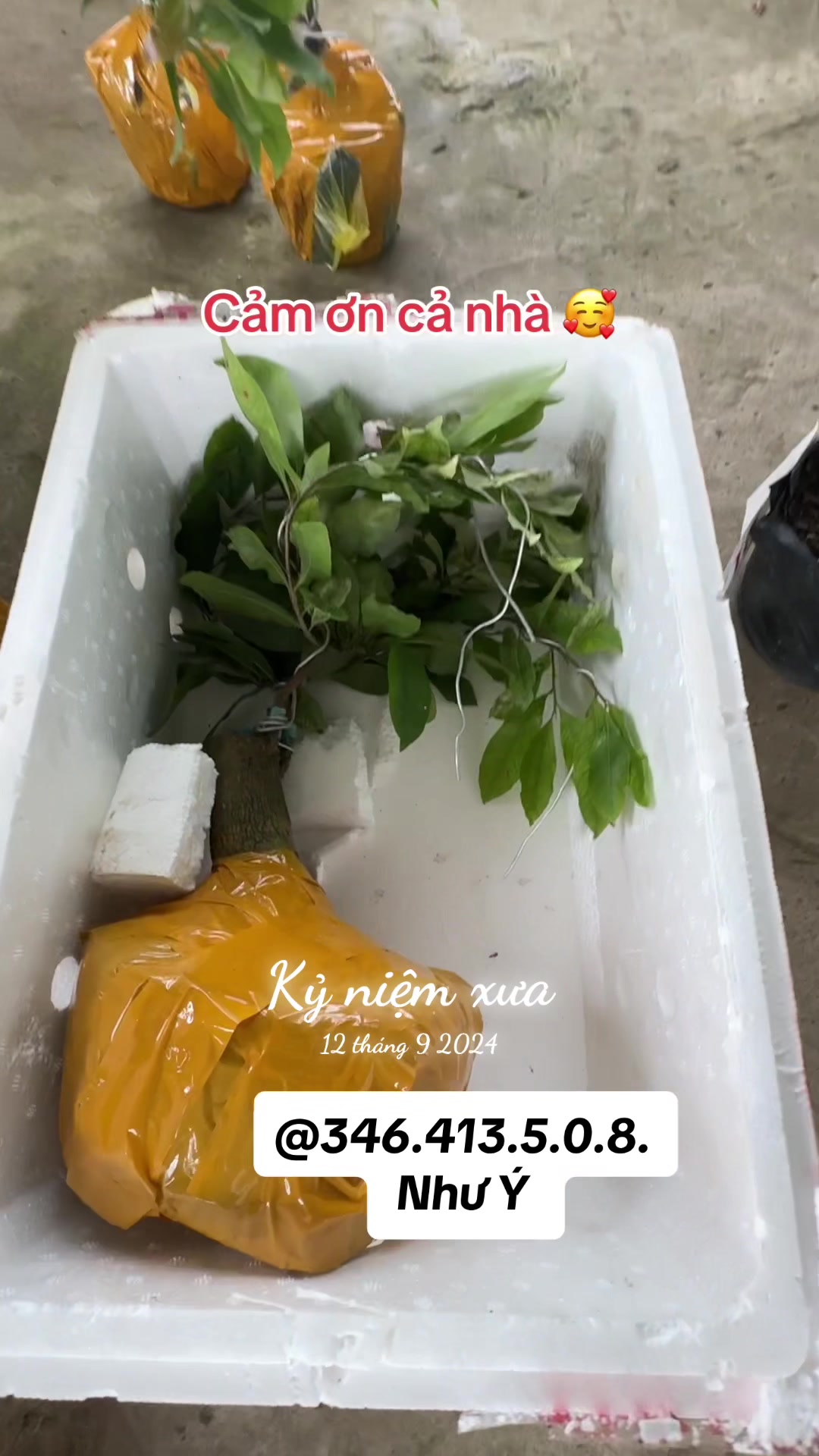 @Như Ý