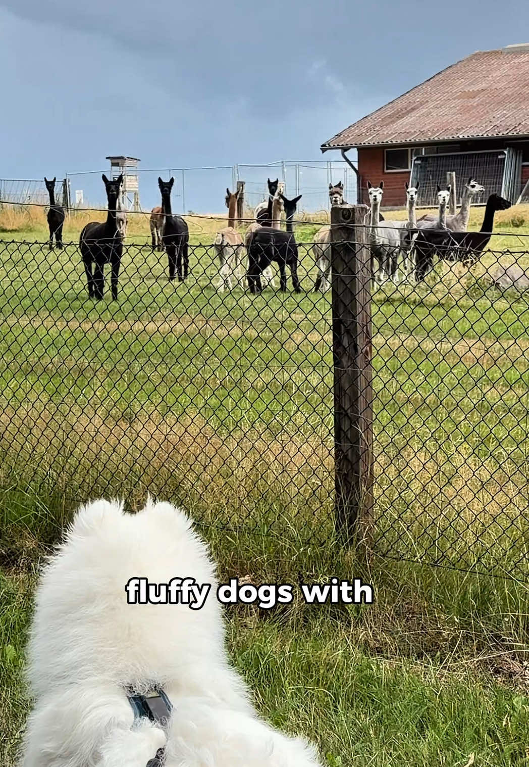 @snowydayswithlio