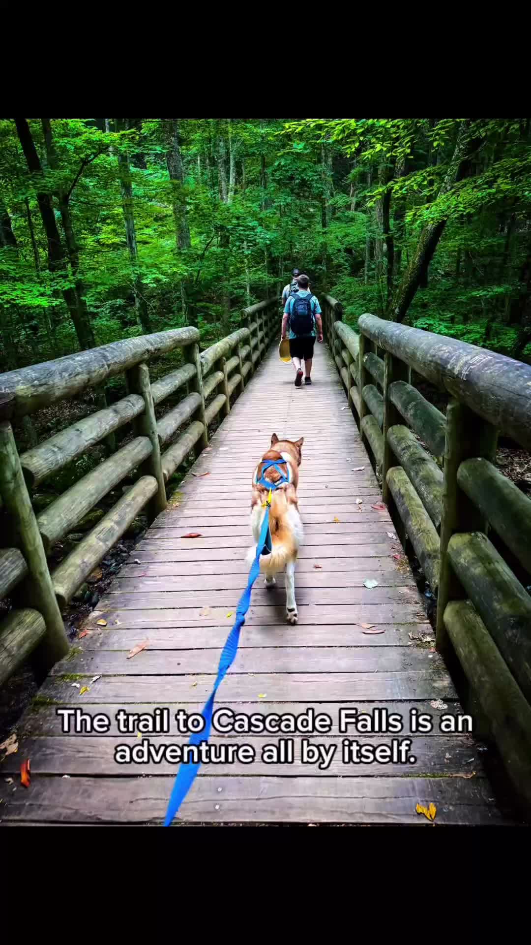 @FourHuskyteers