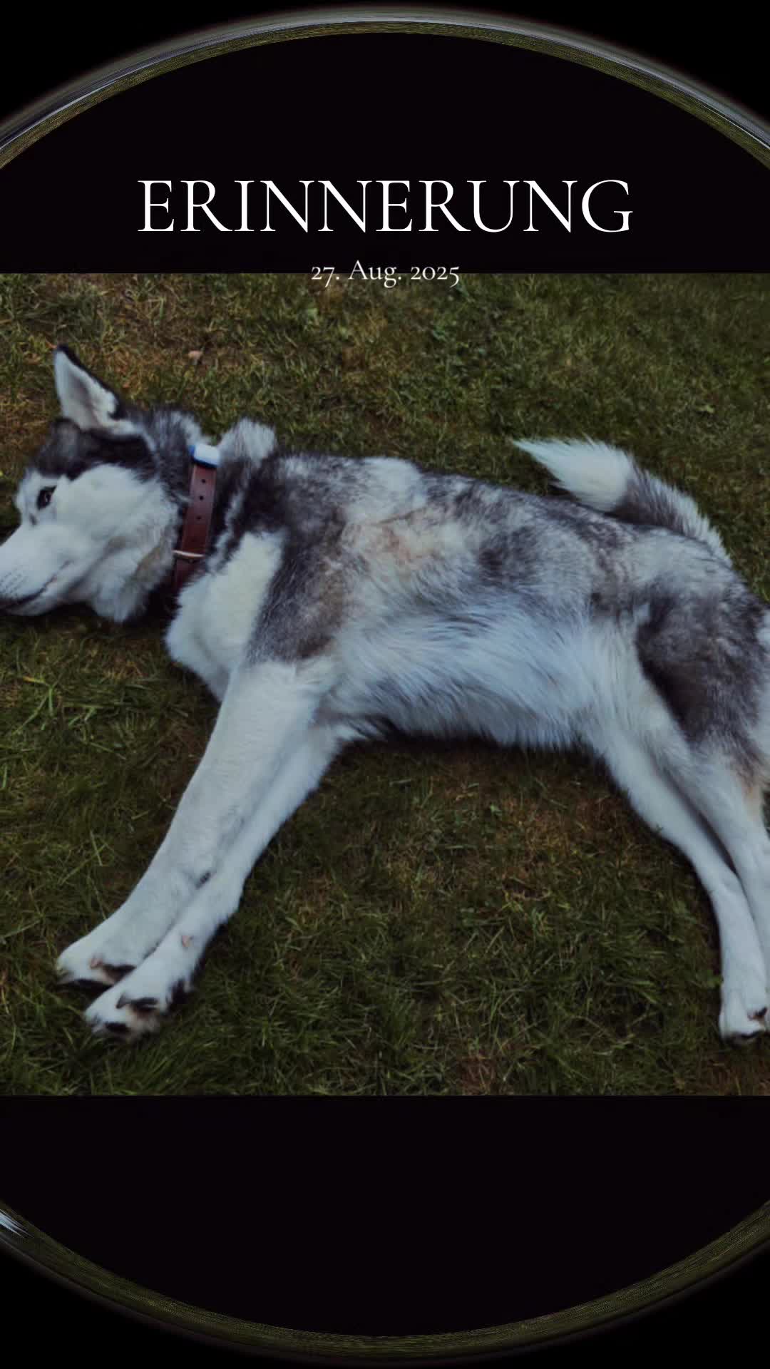 @Husky SkY&AmIgo