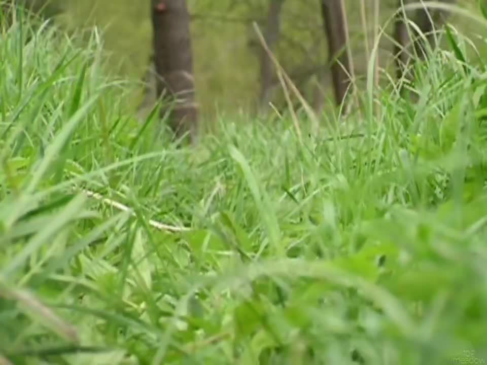 @Туманная поляна