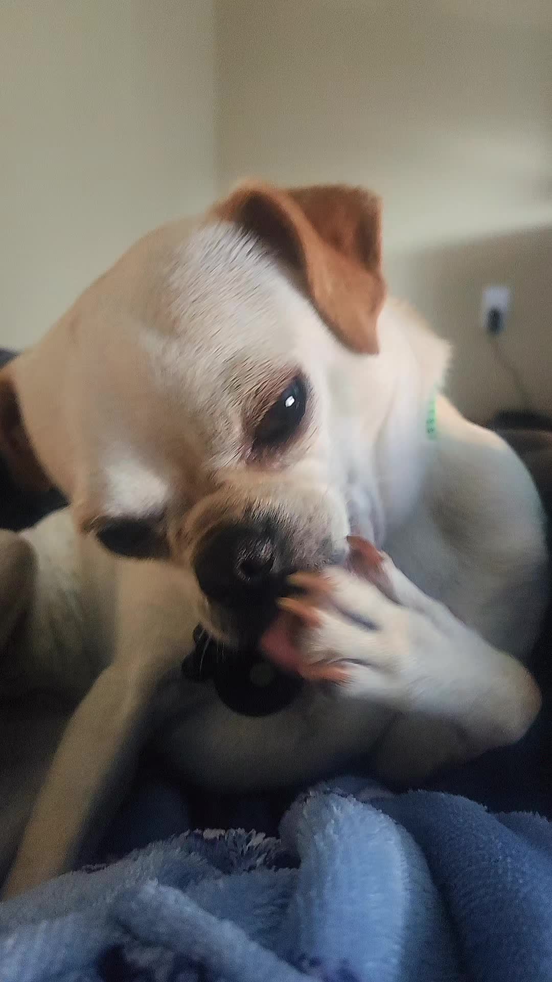 @chihuahuaxlovers