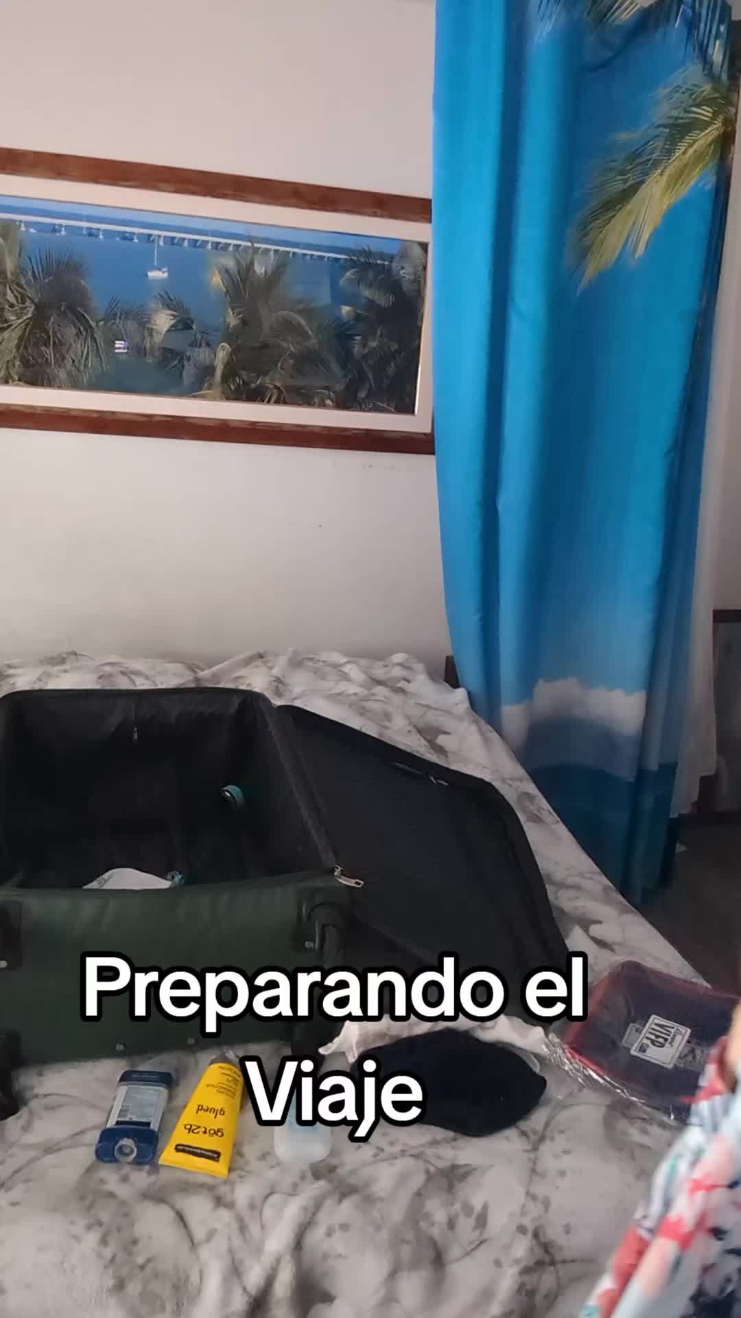 @Boston terrier