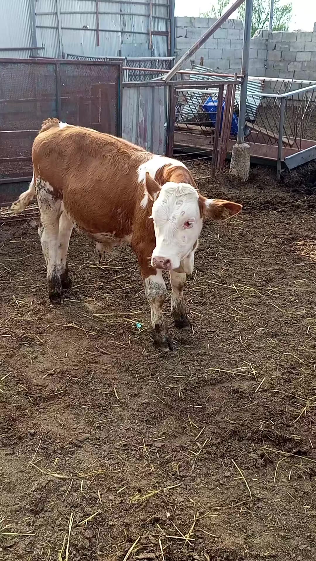 @Oğuz Çelebi480