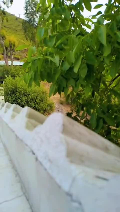 @pagal Foje