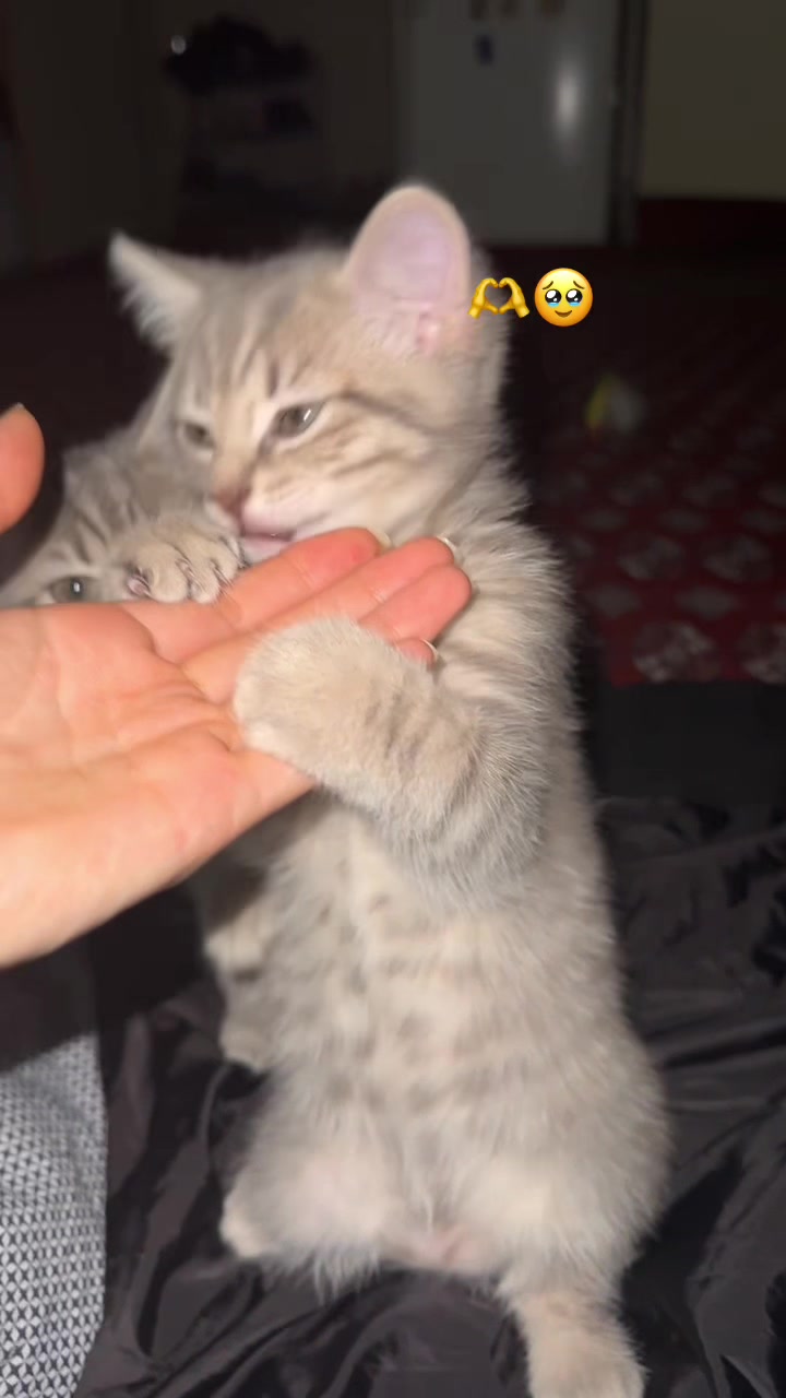 @katze