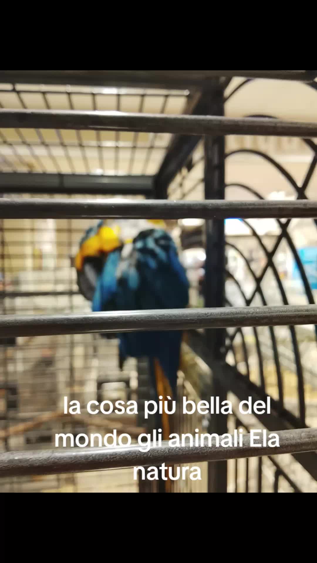 @o meglio mast Afragola