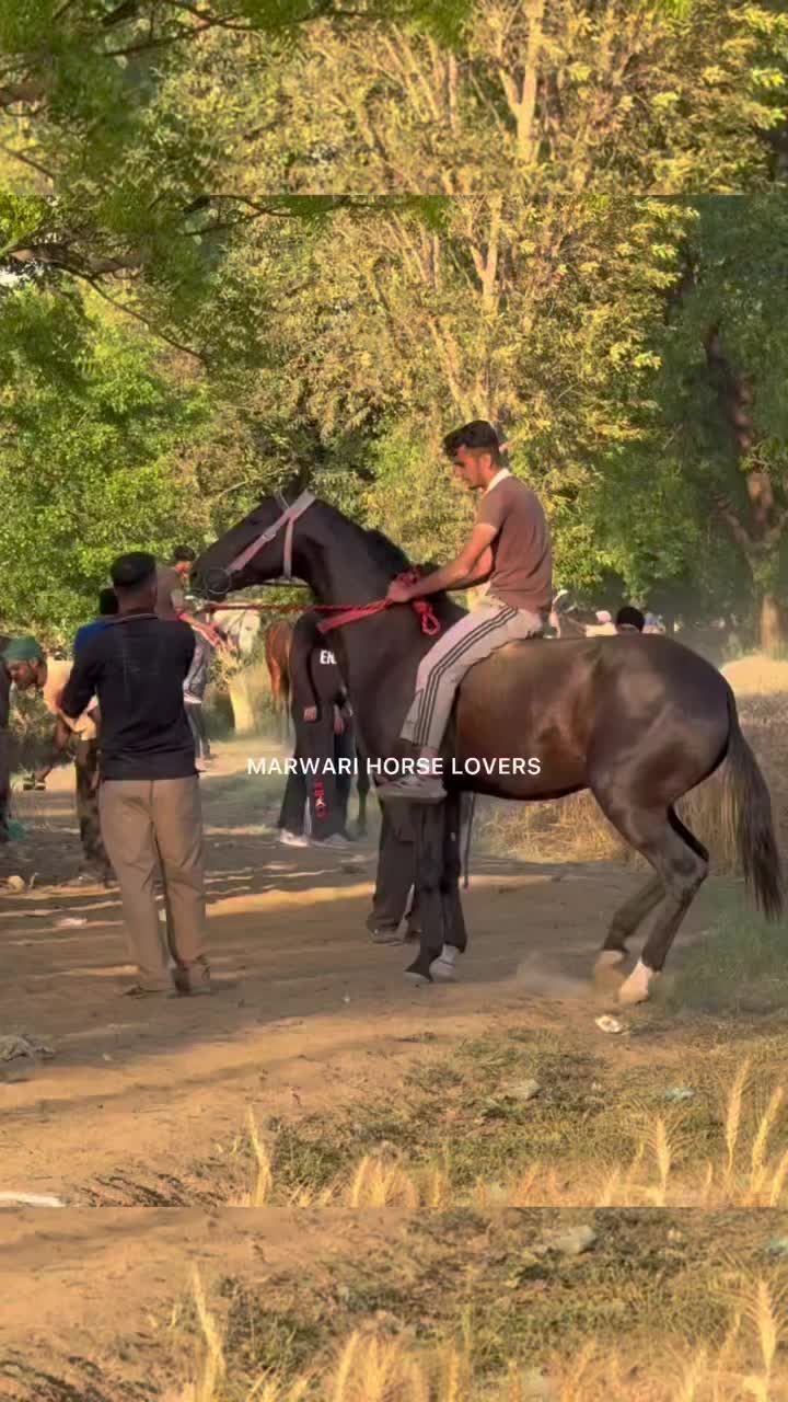 @🏇 MARWARI HORSE RACING 🏇