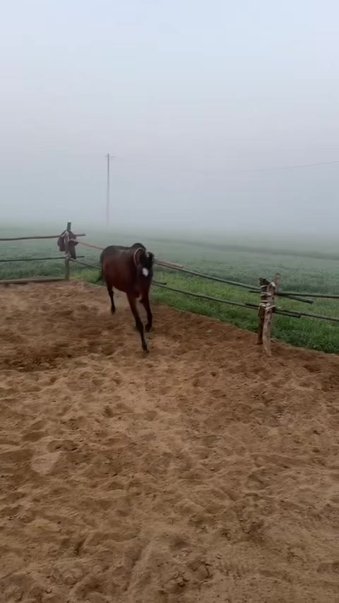 @B² Stud Farm🇮🇳🐎🇨🇦