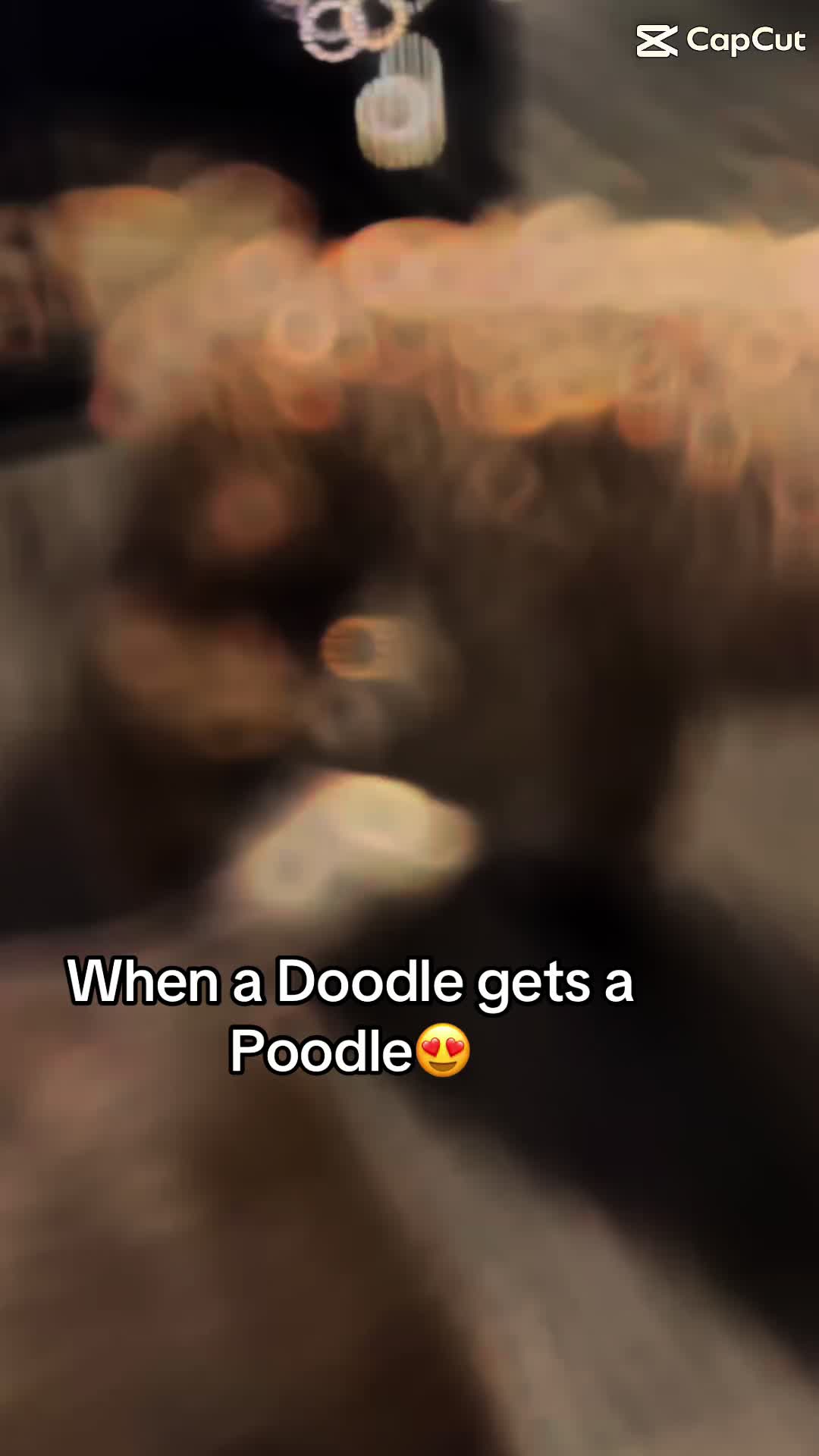 @yourgoofycargal